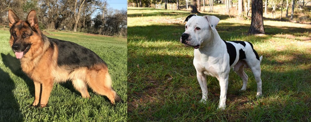 American Bulldog vs German Shepherd - Breed Comparison