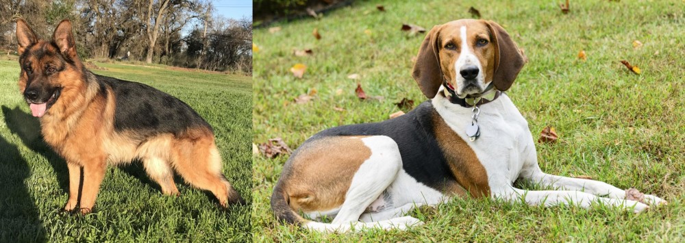 American English Coonhound vs German Shepherd - Breed Comparison