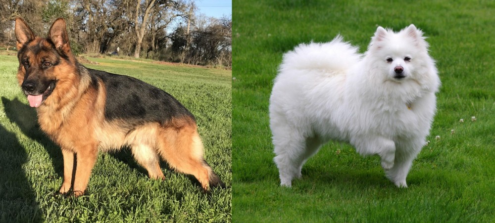 American Eskimo Dog vs German Shepherd - Breed Comparison