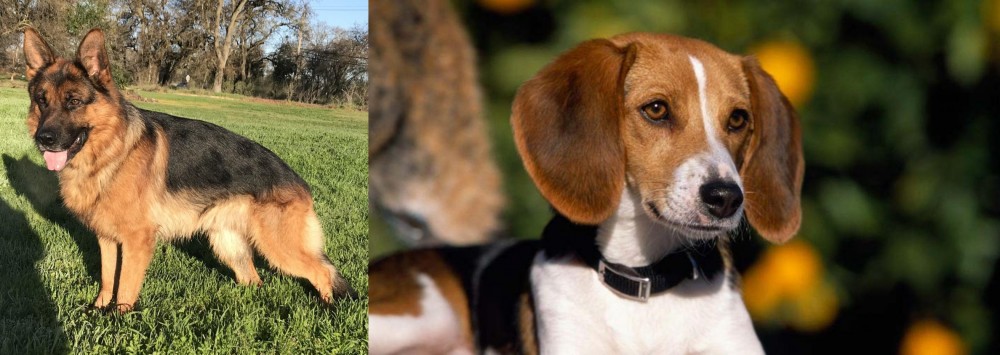 American Foxhound vs German Shepherd - Breed Comparison