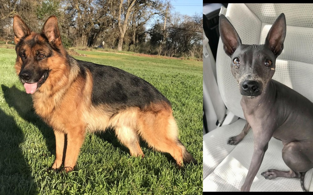 American Hairless Terrier vs German Shepherd - Breed Comparison