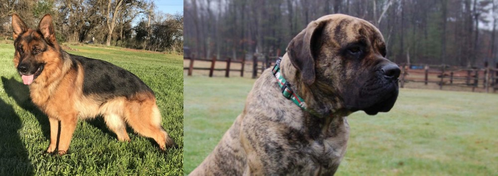 American Mastiff vs German Shepherd - Breed Comparison