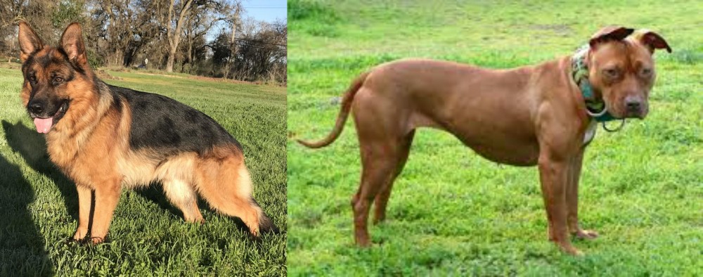 American Pit Bull Terrier vs German Shepherd - Breed Comparison