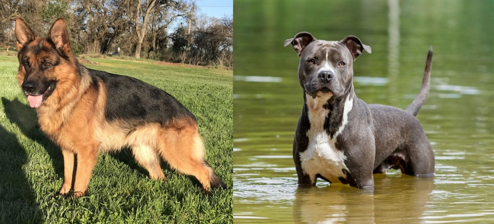 American Staffordshire Terrier vs German Shepherd - Breed Comparison