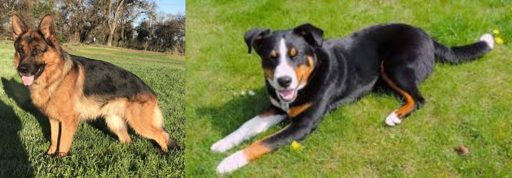 Appenzell Mountain Dog vs German Shepherd - Breed Comparison