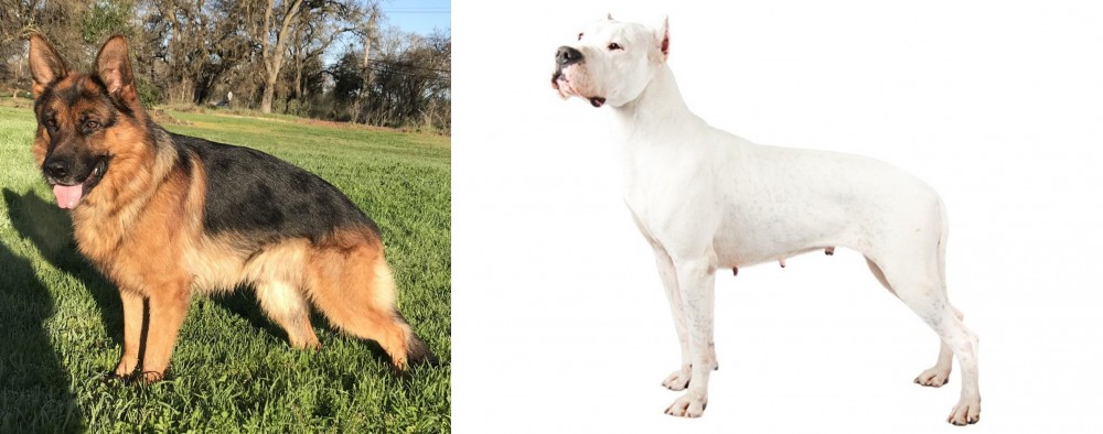 Argentine Dogo vs German Shepherd - Breed Comparison