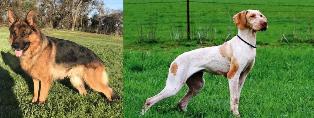 Ariege Pointer vs German Shepherd - Breed Comparison