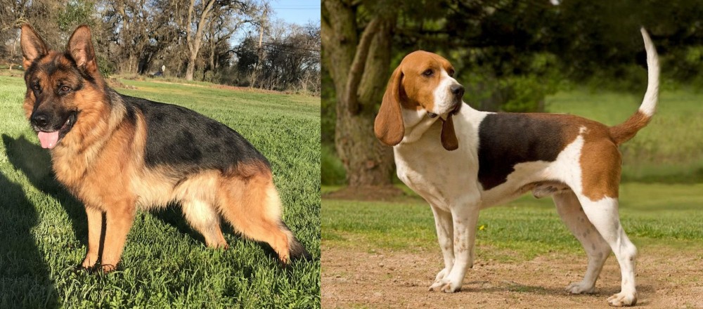 Artois Hound vs German Shepherd - Breed Comparison