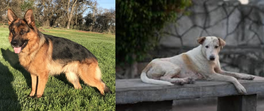 Askal vs German Shepherd - Breed Comparison