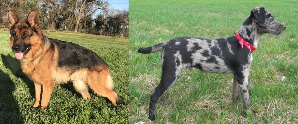 Atlas Terrier vs German Shepherd - Breed Comparison