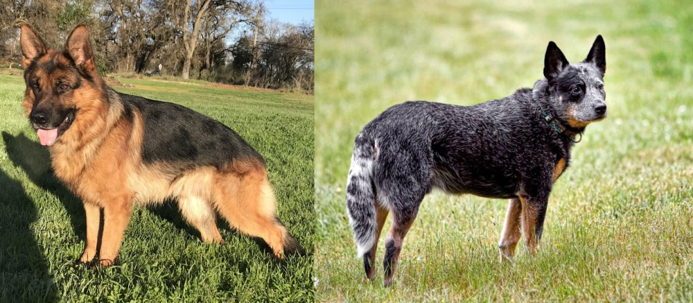 Austrailian Blue Heeler vs German Shepherd - Breed Comparison
