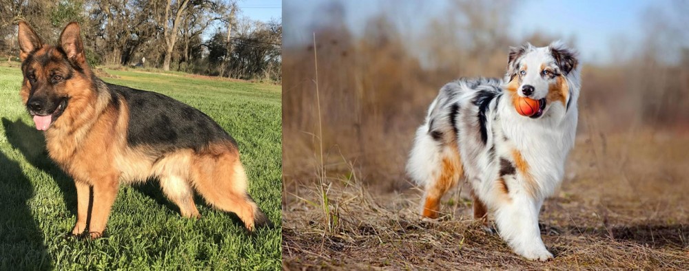 Australian Shepherd vs German Shepherd - Breed Comparison