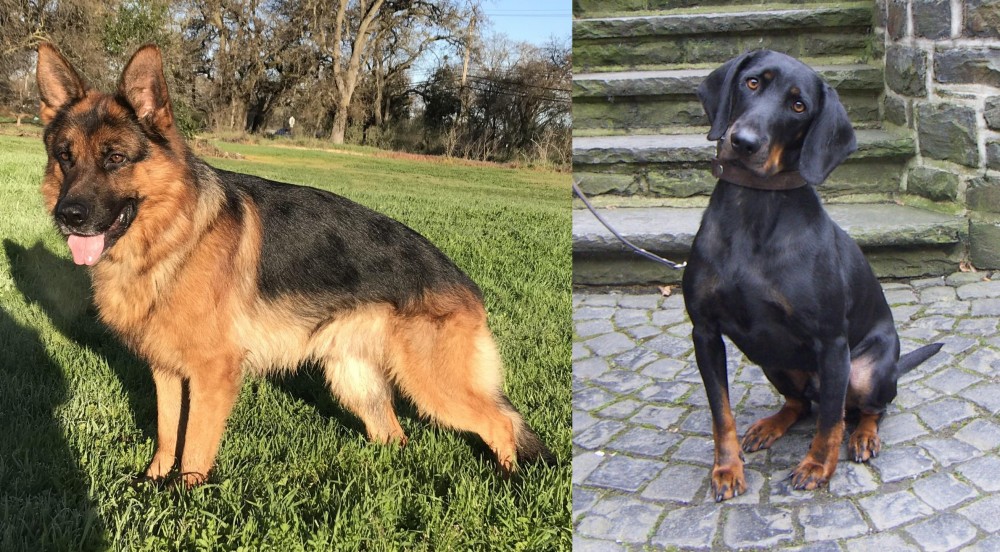 Austrian Black and Tan Hound vs German Shepherd - Breed Comparison