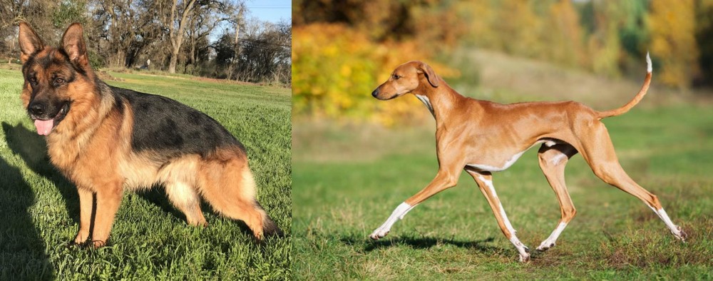 Azawakh vs German Shepherd - Breed Comparison