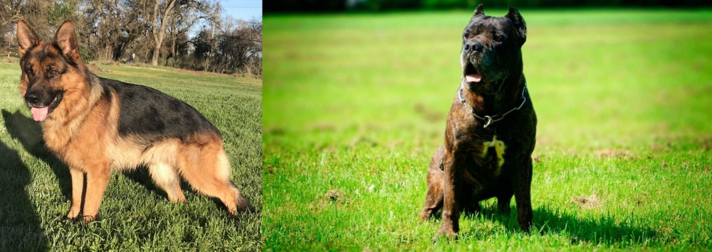 Bandog vs German Shepherd - Breed Comparison