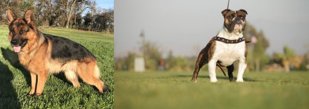 Bantam Bulldog vs German Shepherd - Breed Comparison