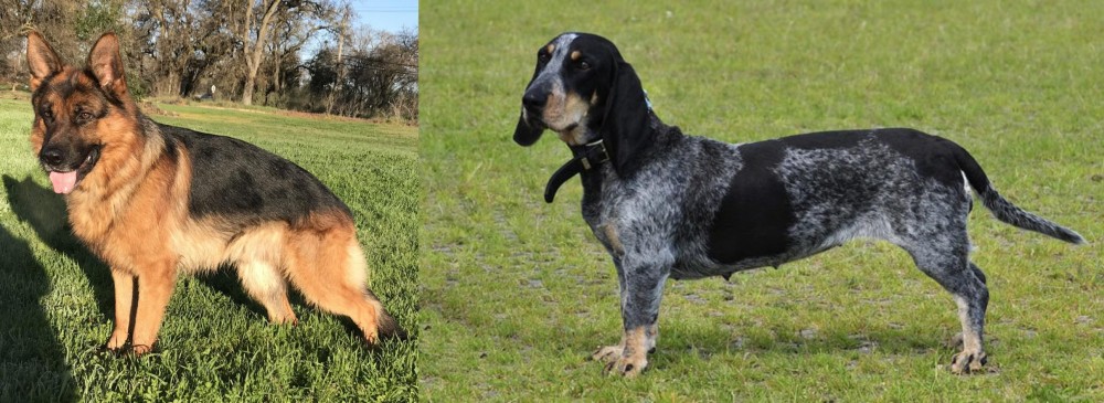 Basset Bleu de Gascogne vs German Shepherd - Breed Comparison