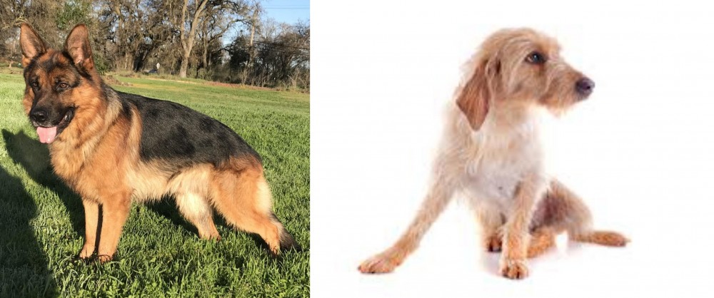 Basset Fauve de Bretagne vs German Shepherd - Breed Comparison