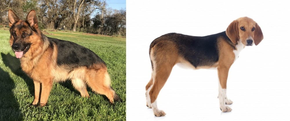 Beagle-Harrier vs German Shepherd - Breed Comparison