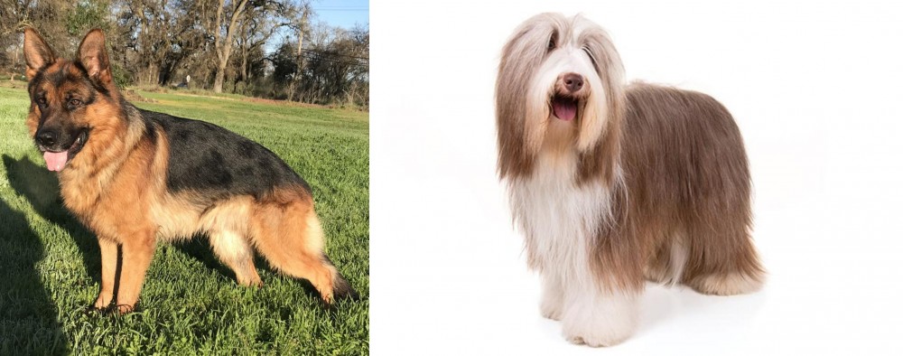 Bearded Collie vs German Shepherd - Breed Comparison