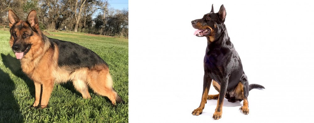 Beauceron vs German Shepherd - Breed Comparison