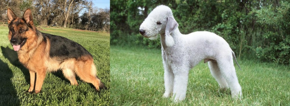 Bedlington Terrier vs German Shepherd - Breed Comparison