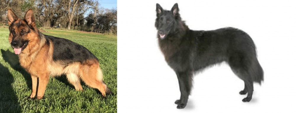 Belgian Shepherd vs German Shepherd - Breed Comparison