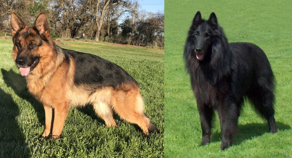 Belgian Shepherd Dog (Groenendael) vs German Shepherd - Breed Comparison