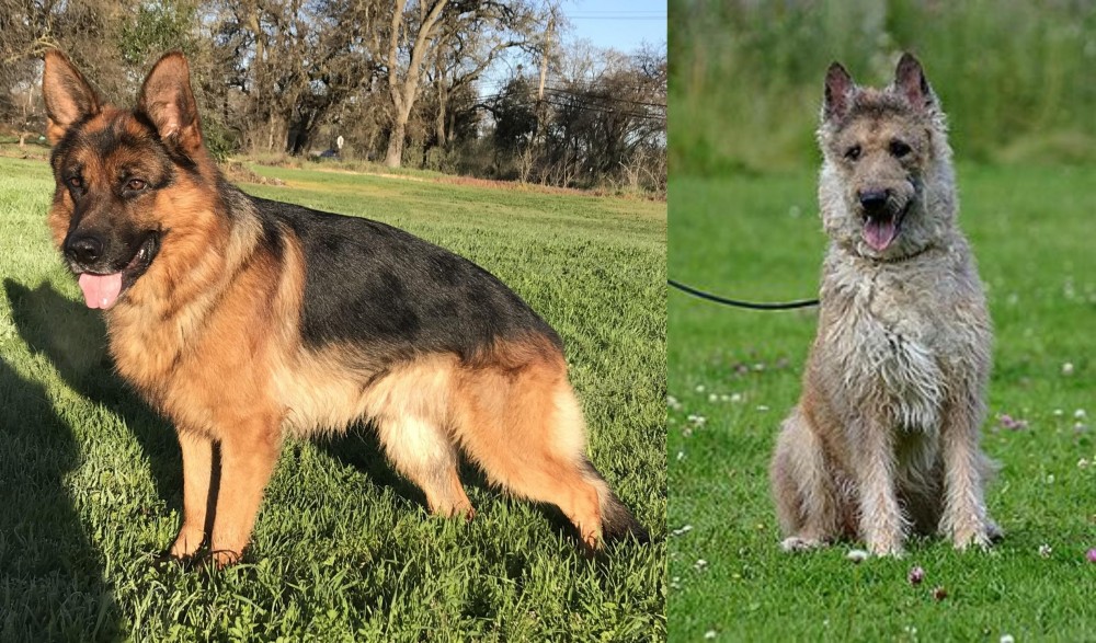 Belgian Shepherd Dog (Laekenois) vs German Shepherd - Breed Comparison