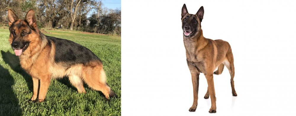 Belgian Shepherd Dog (Malinois) vs German Shepherd - Breed Comparison