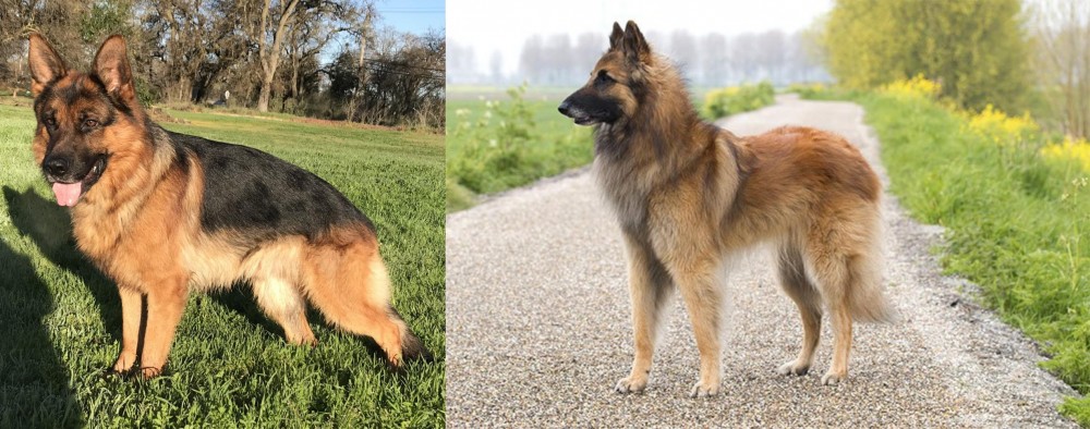 Belgian Shepherd Dog (Tervuren) vs German Shepherd - Breed Comparison