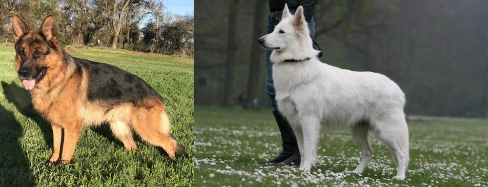 Berger Blanc Suisse vs German Shepherd - Breed Comparison