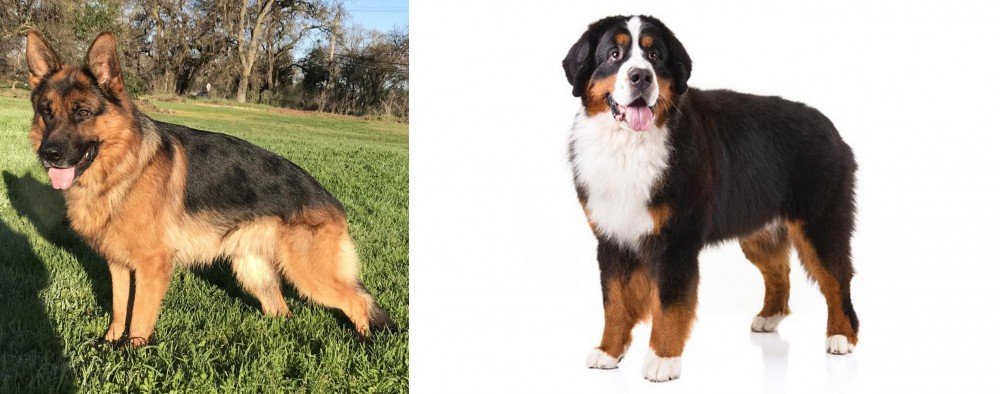 Bernese Mountain Dog vs German Shepherd - Breed Comparison