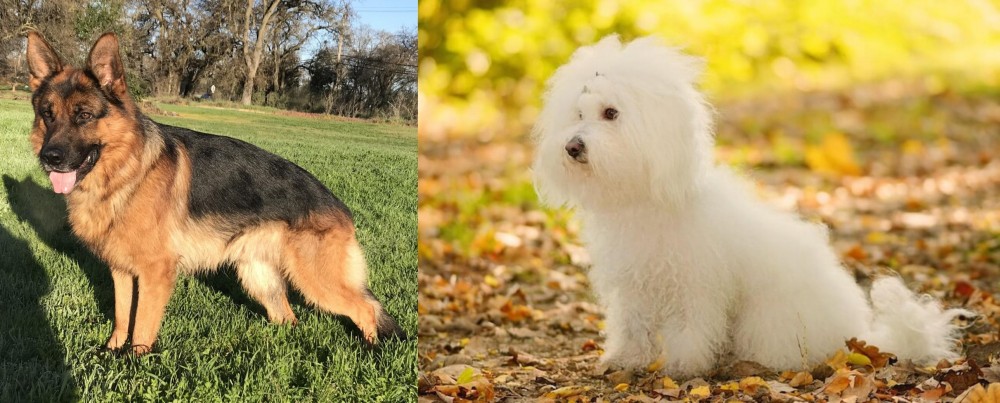 Bichon Bolognese vs German Shepherd - Breed Comparison