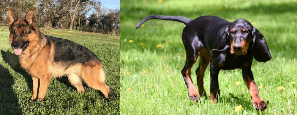 Black and Tan Coonhound vs German Shepherd - Breed Comparison