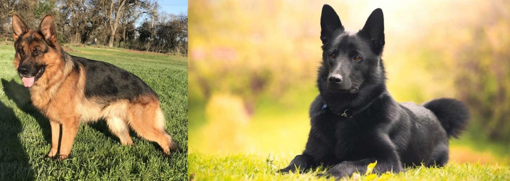 Black Norwegian Elkhound vs German Shepherd - Breed Comparison