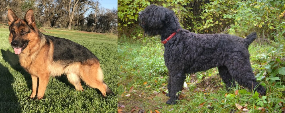 Black Russian Terrier vs German Shepherd - Breed Comparison