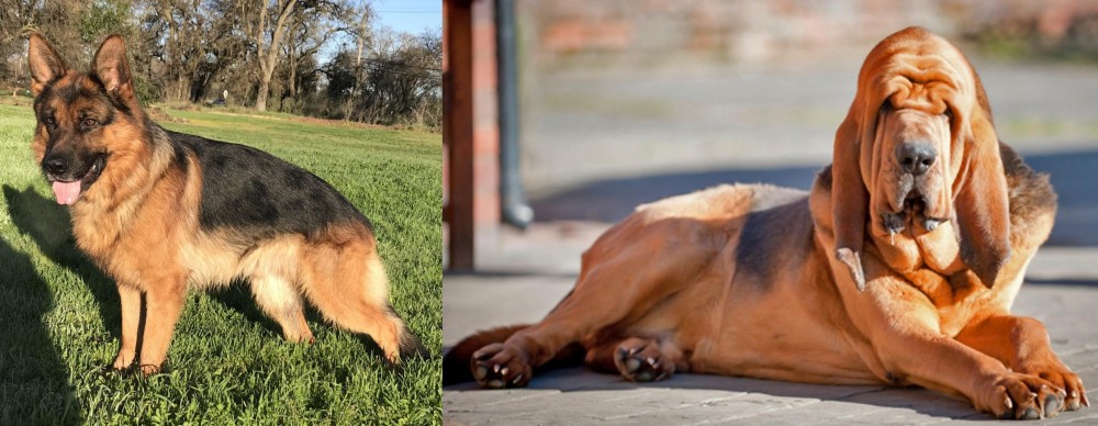 Bloodhound vs German Shepherd - Breed Comparison