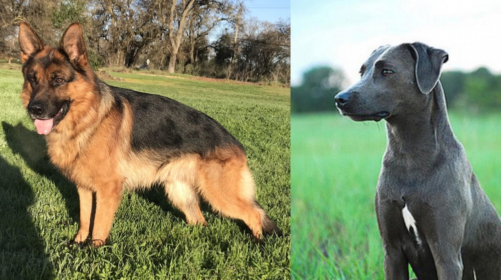 Blue Lacy vs German Shepherd - Breed Comparison