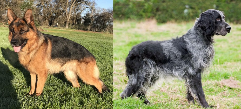 Blue Picardy Spaniel vs German Shepherd - Breed Comparison