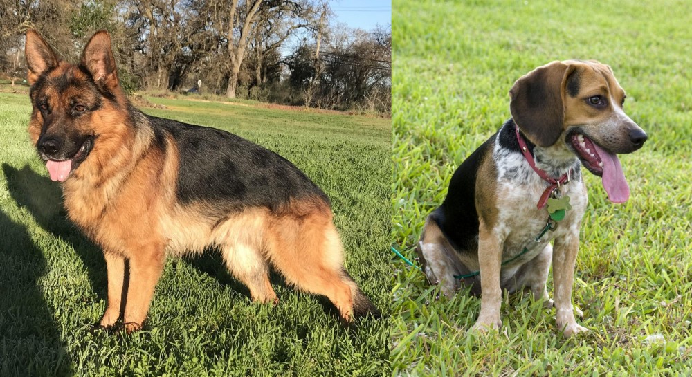 Bluetick Beagle vs German Shepherd - Breed Comparison