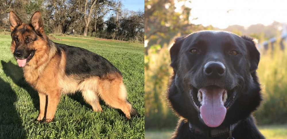 Borador vs German Shepherd - Breed Comparison