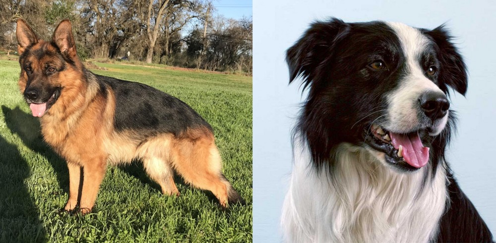 Border Collie vs German Shepherd - Breed Comparison