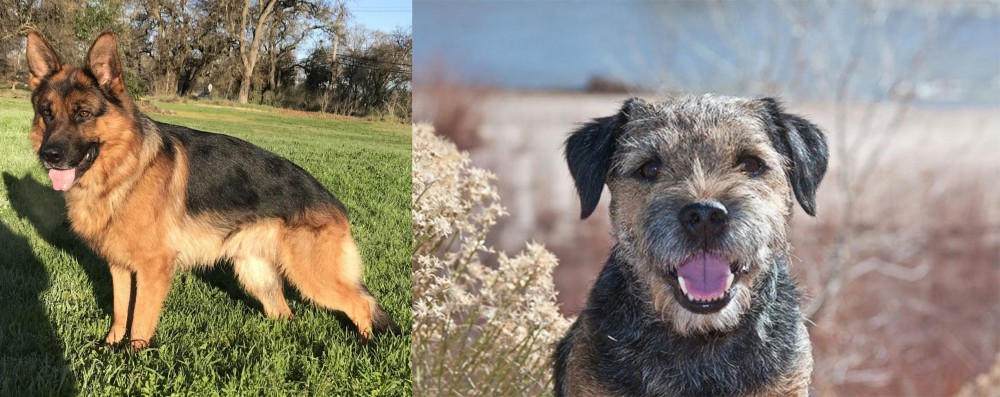 Border Terrier vs German Shepherd - Breed Comparison