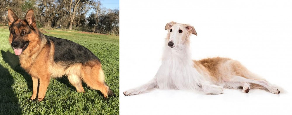 Borzoi vs German Shepherd - Breed Comparison