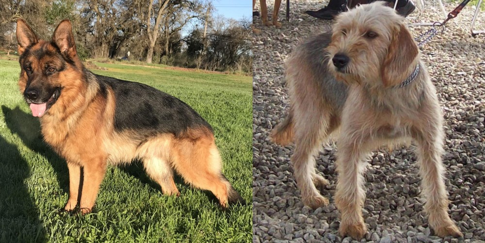 Bosnian Coarse-Haired Hound vs German Shepherd - Breed Comparison
