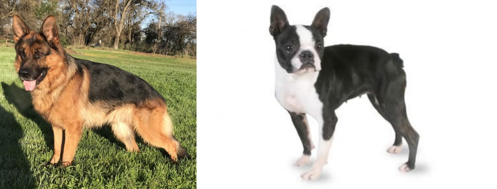 Boston Terrier vs German Shepherd - Breed Comparison