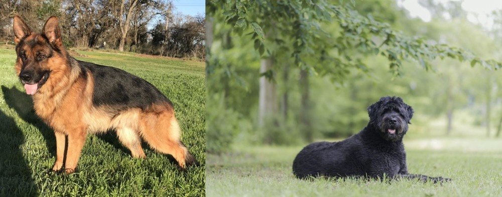 Bouvier des Flandres vs German Shepherd - Breed Comparison