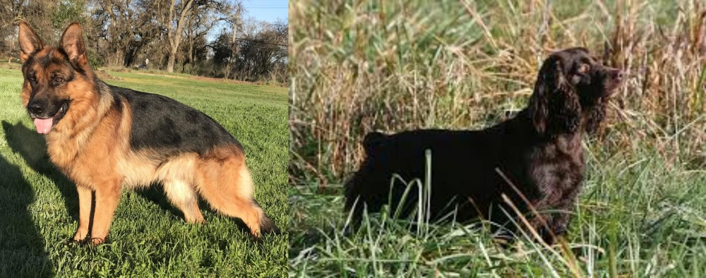 Boykin Spaniel vs German Shepherd - Breed Comparison