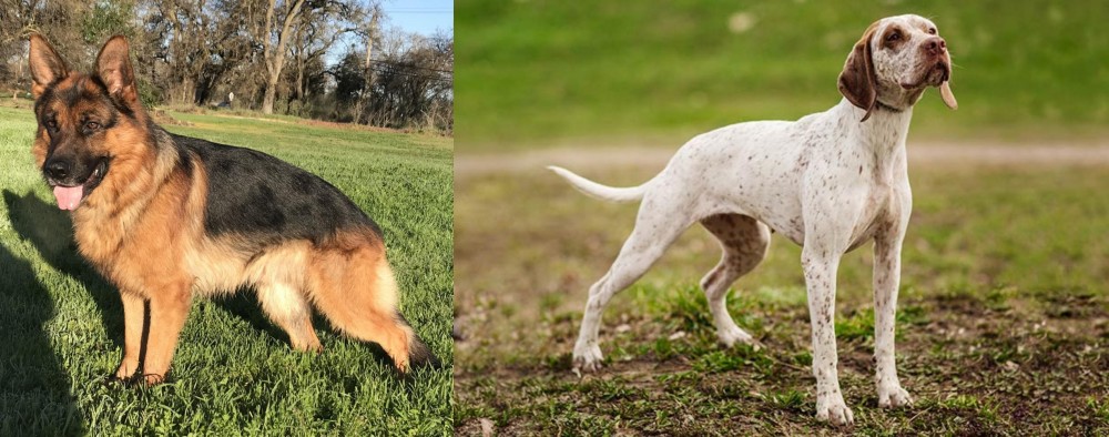 Braque du Bourbonnais vs German Shepherd - Breed Comparison